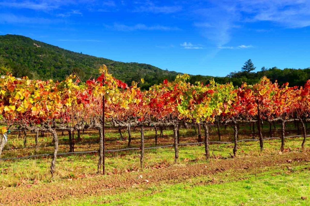 Fall color rows of vineyards of Napa and Sonoma Valley