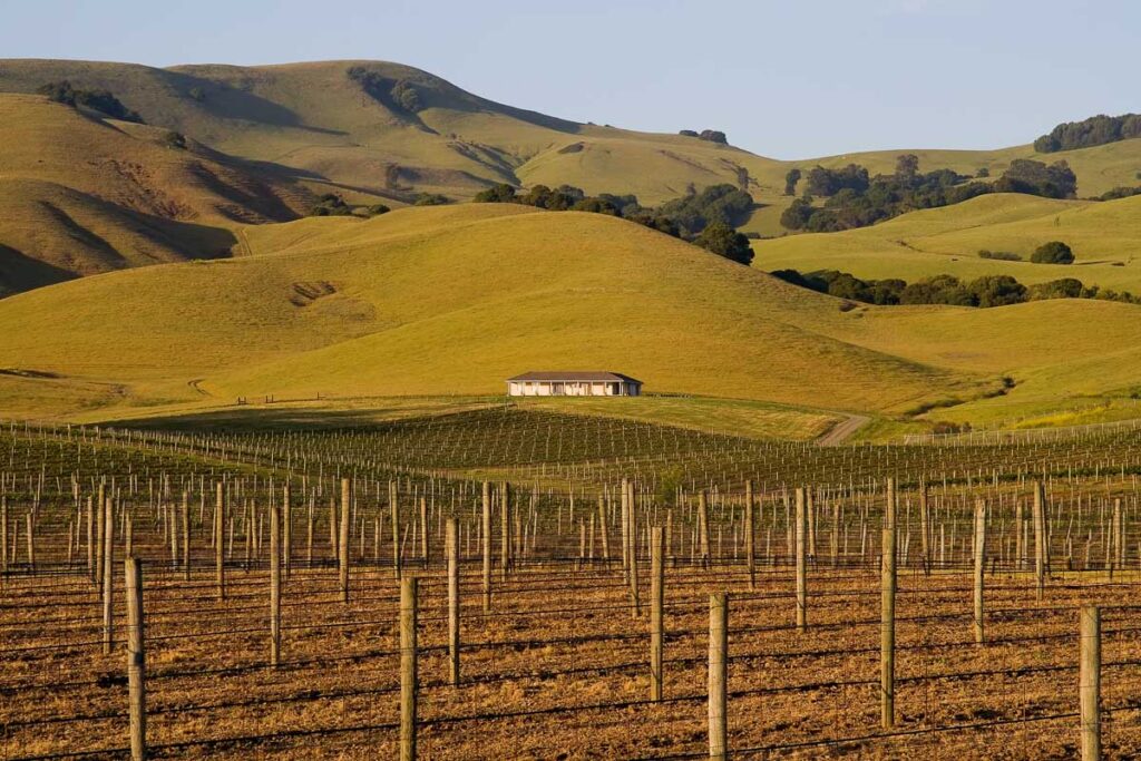 Green rows and open landscape of Sonoma Valley