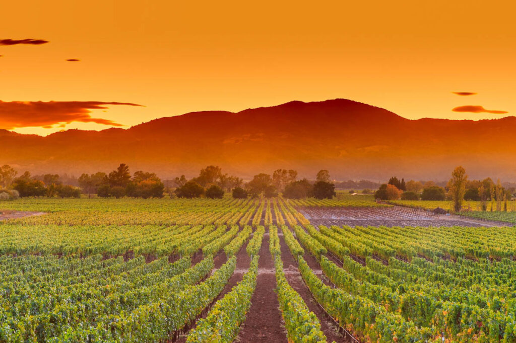 Sunset over the vineyards of Napa Valley