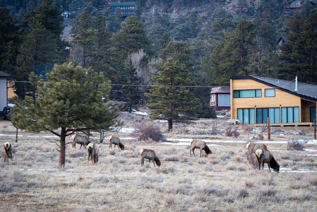 Herd of deer on the outskirts of Rocky Mountain National Park