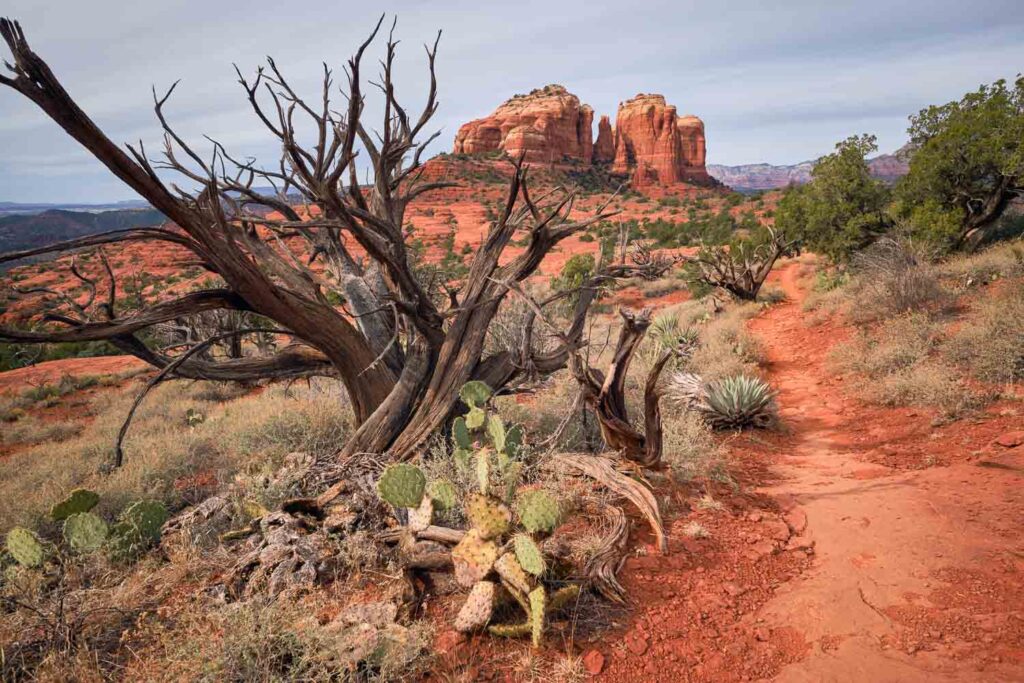 Hiline trail leads toward views of Cathedral Rock, Sedona, Arizona. In the foreground cacti grow around twisted dead Juniper tree.