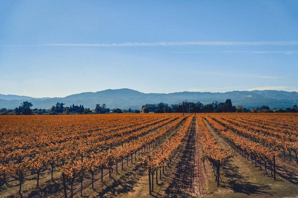 Orange Rows of Vineyard during the best time to visit Sonoma, the fall