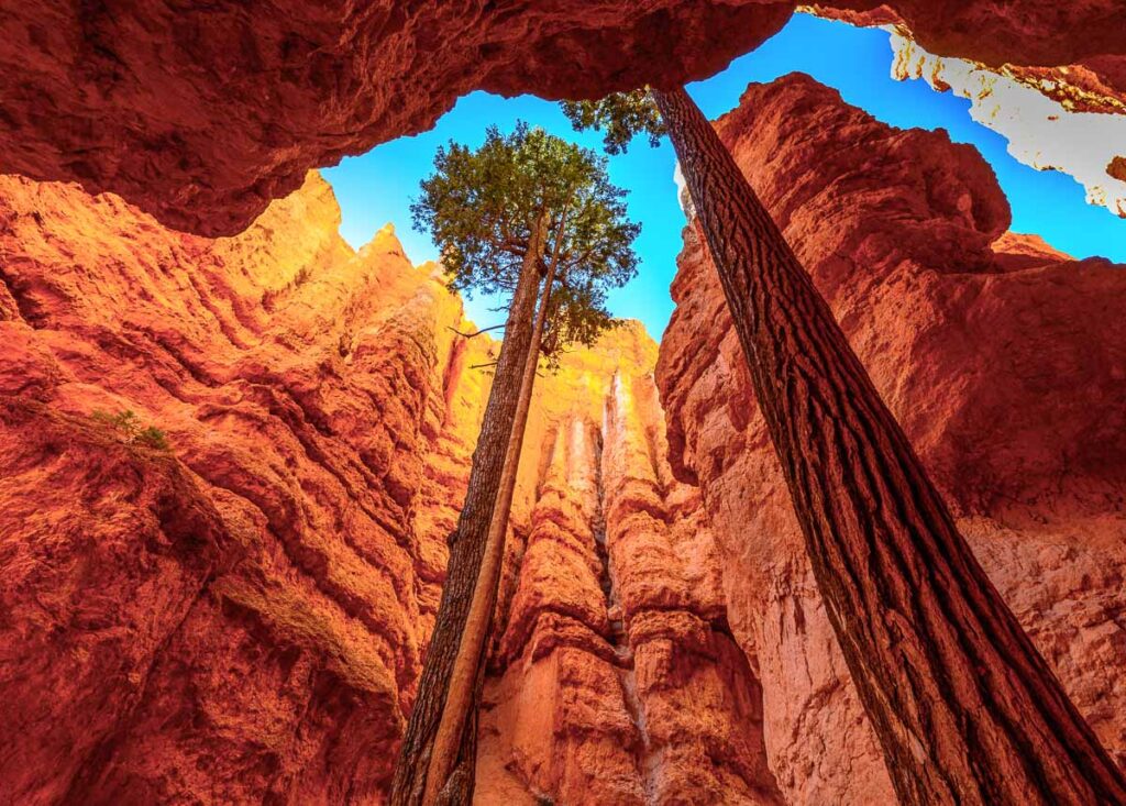 Wall Street Bryce Canyon with two tall trees inside canyon walls