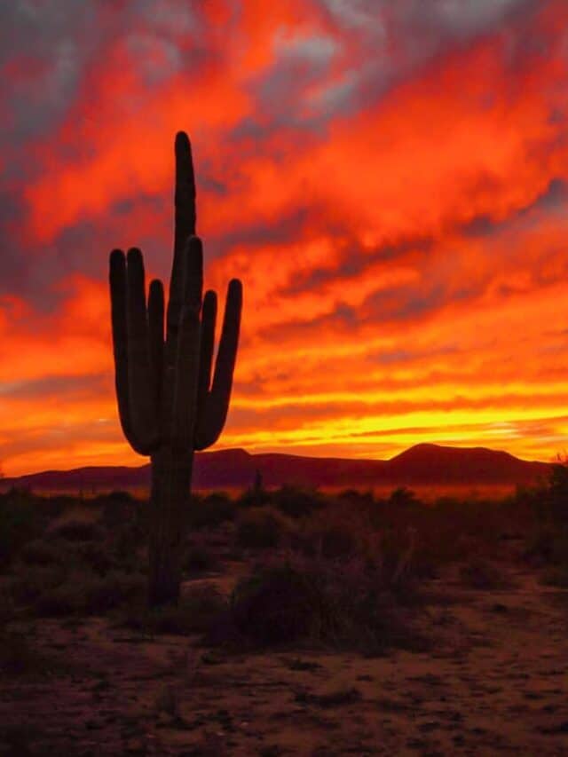 Saguaro National Park in January