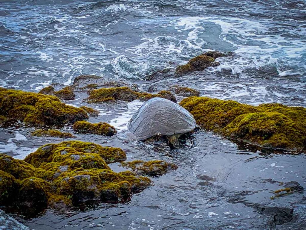 Turtle on a black beach in hawaii