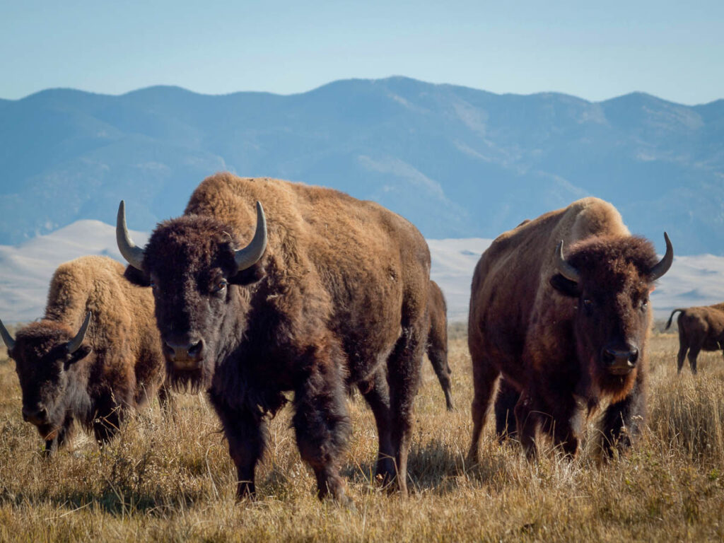 Buffalo herd on Zapata Ranch, Colorado