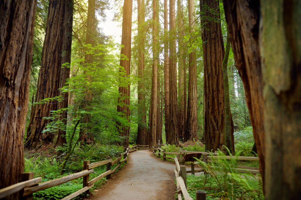 Hiking trails through giant redwoods in Muir forest near San Francisco, California, USA