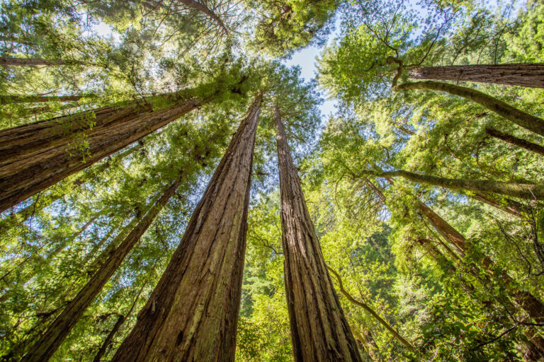 Muir Woods redwoods looking up at the tall green trees