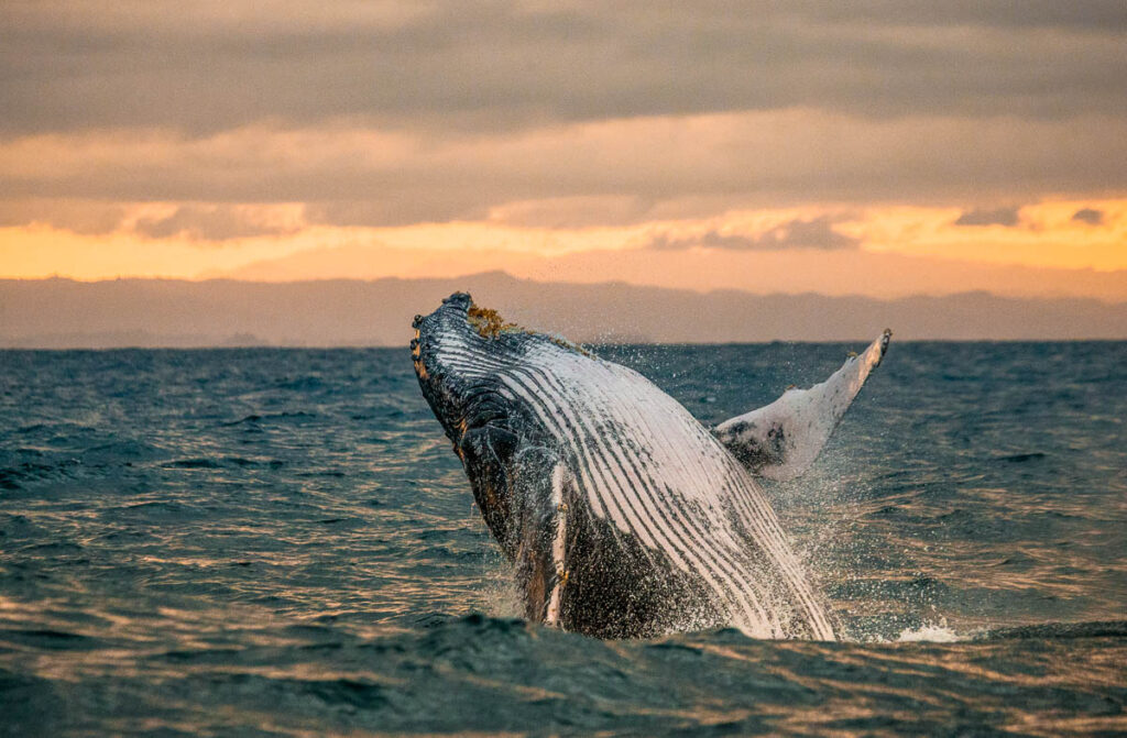 Whale jumping out of Maui ocean during sunset