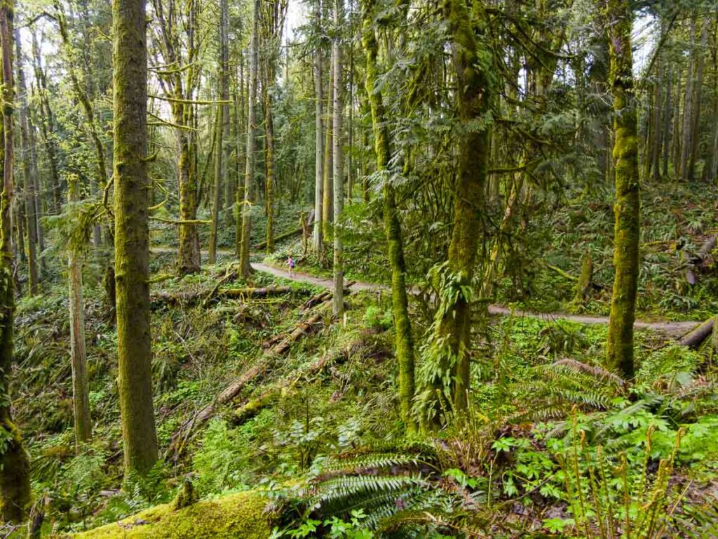 Portland Forest Park mossy trail in the forest