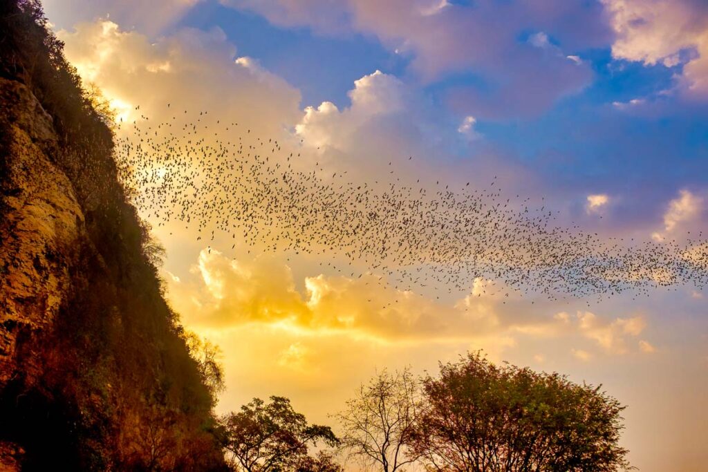 Colony of free-tailed bats coming out from a cave at sunset