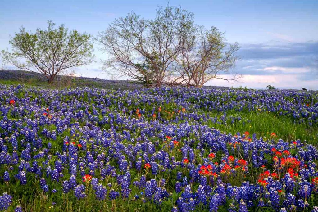 Bluebonnet filled Meadow on the Ennis Bluebonnet Trail in Ellis County, Texas.