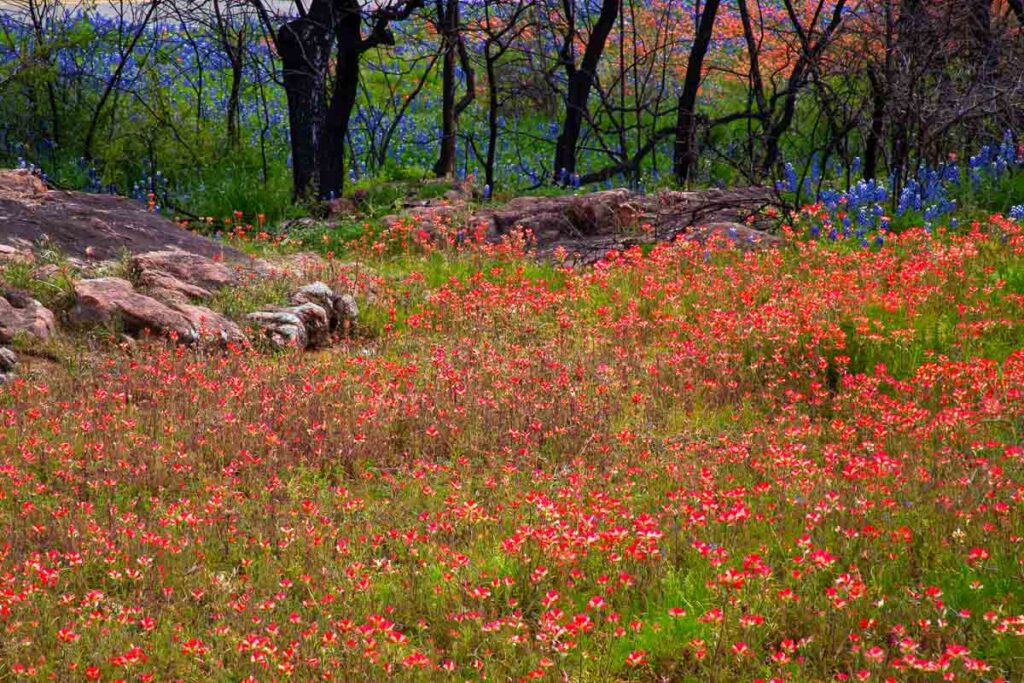 Paintbrush Flowers Cover a Hillside by Inks Lake State Park in Texas