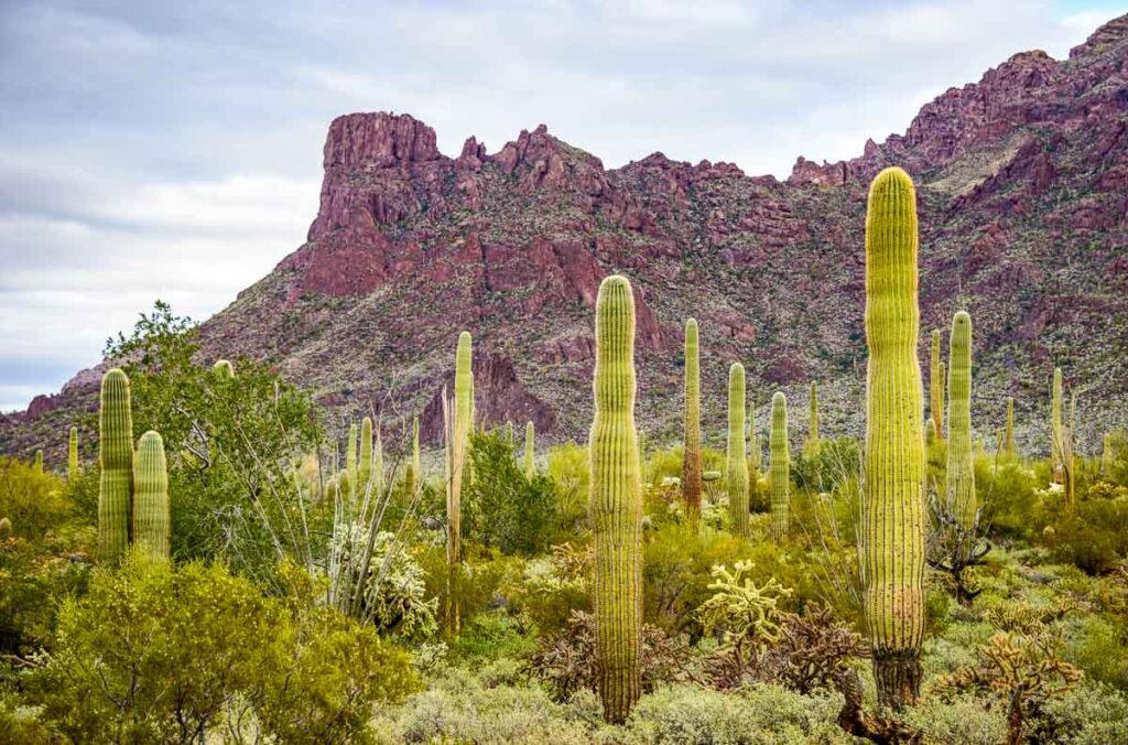 Organ Pipe Cactus National Monument in fromt of mountains