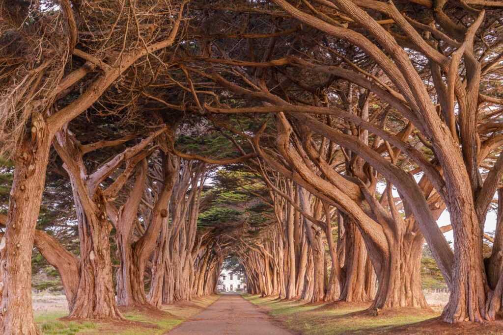 Cali Monterrey Cypress Tunnel