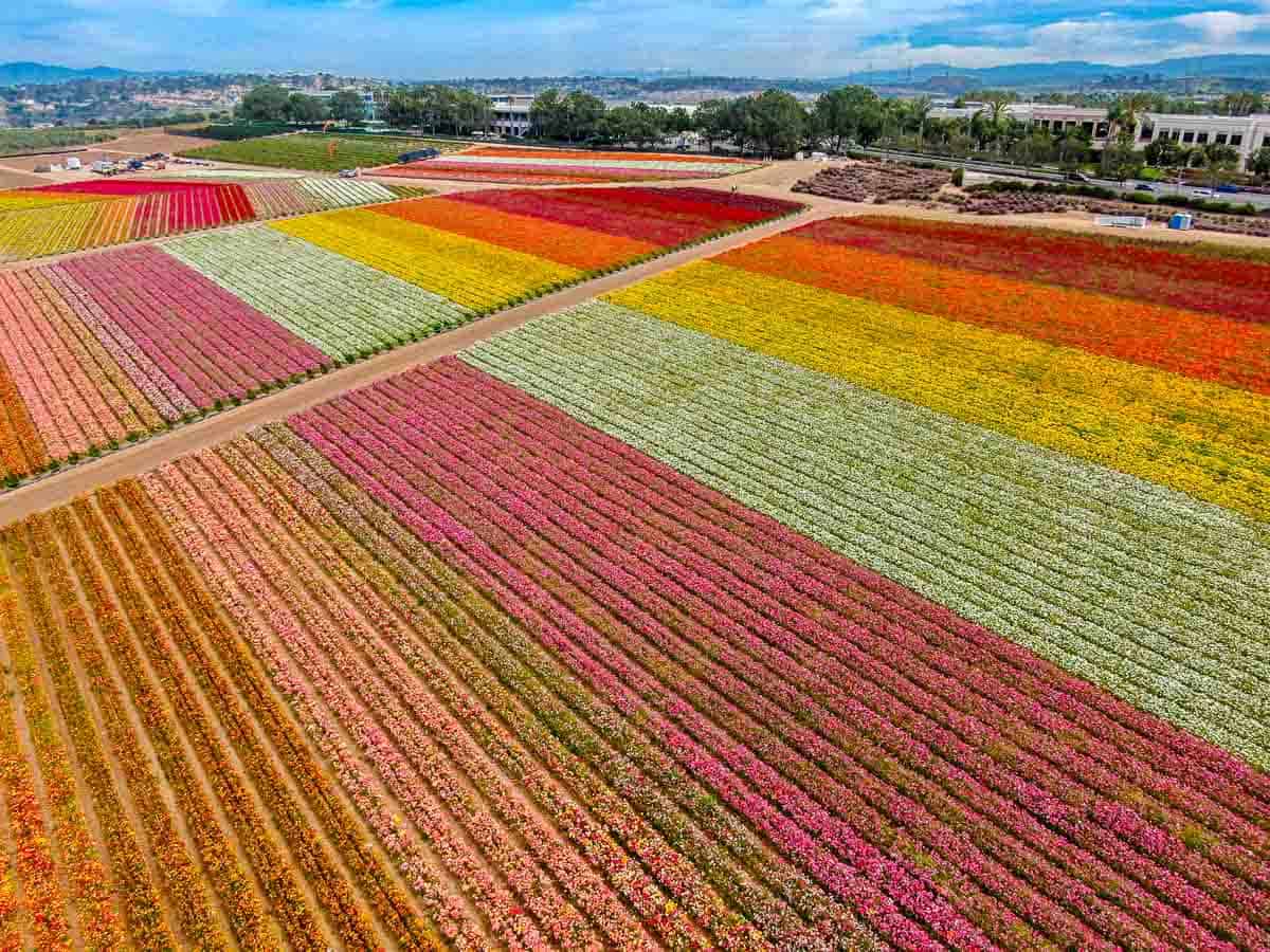 The colorful flower fields in Carlsbad California