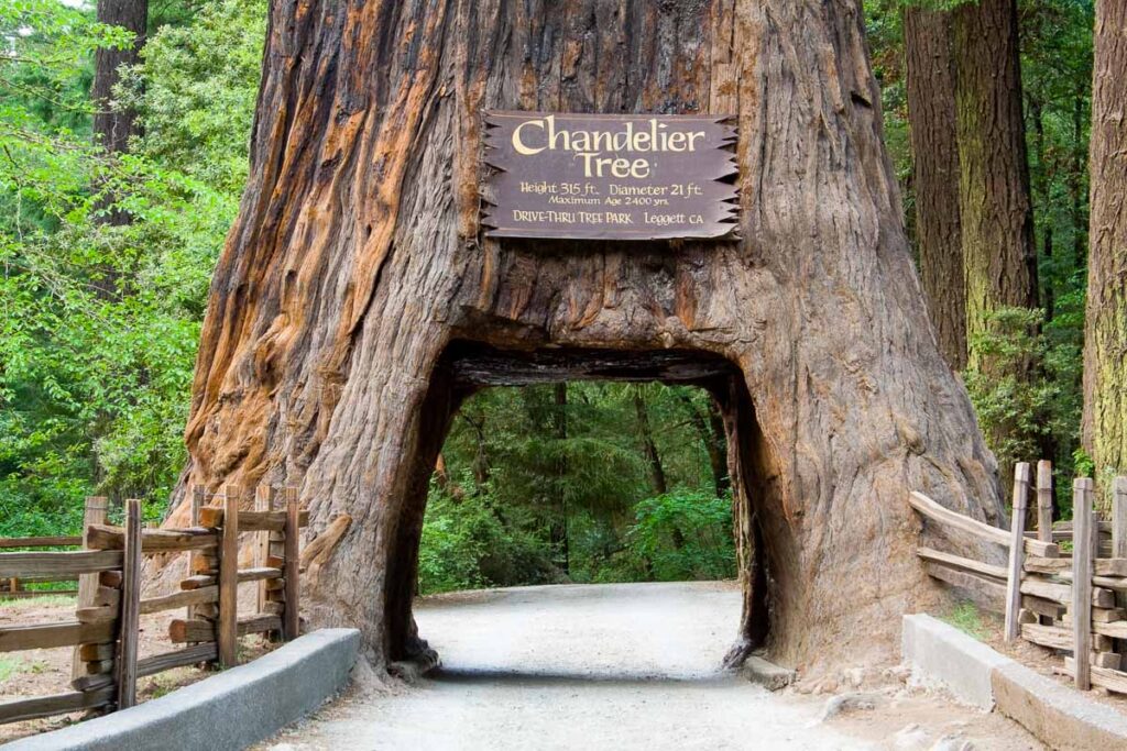 A giant sequoia tree with a hole in the base large enough for a car to drive through