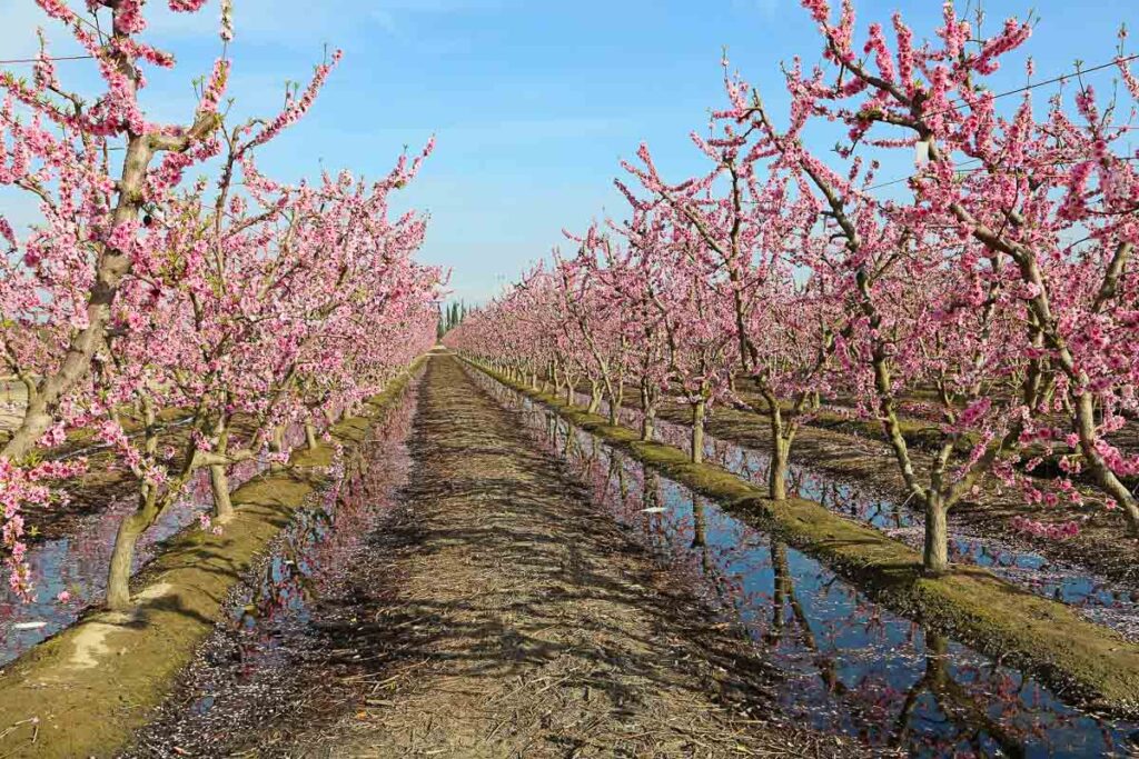 California Fresno Blossom Trail