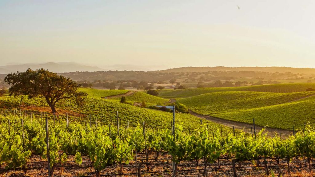 California Santa Ynez Wineyards at sunset