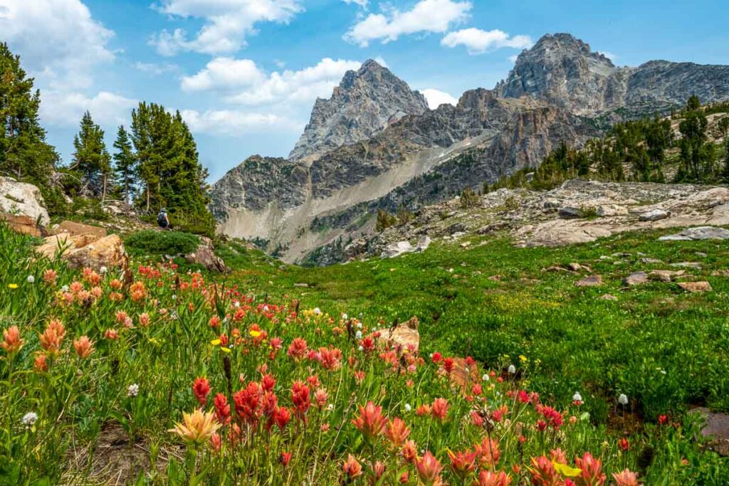 Wildflower Season in Grand Teton National Park along the Teton Crest Trail