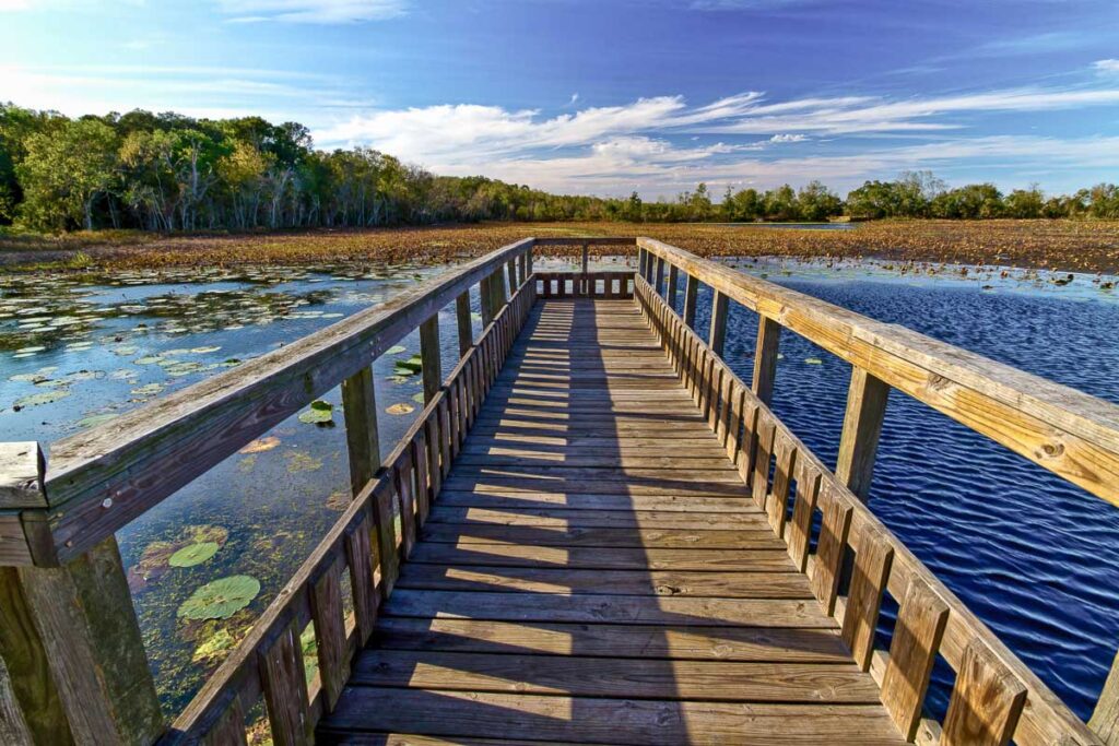 Brigde vantage point into the lakes in Texas Brazos Bend State Park