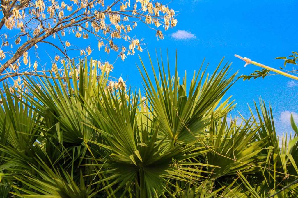 The green leaves of palm trees growing in a park