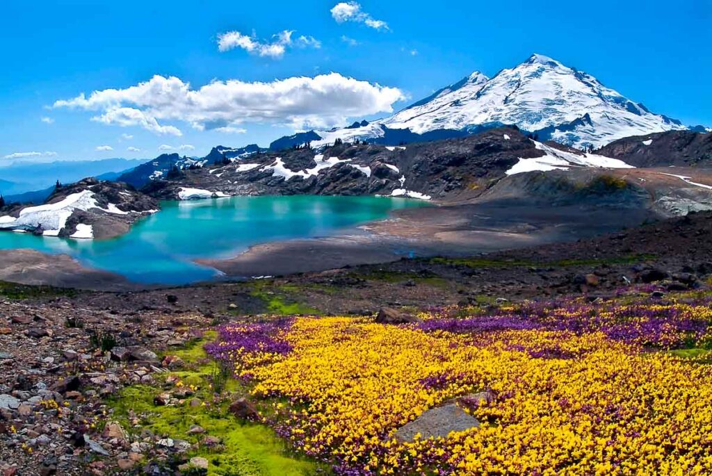 The beautiful colors of Washington Mount Baker Summer Bloom