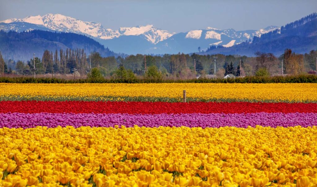 The colorful flowerfields of Skagit Valley Tulips in Washington