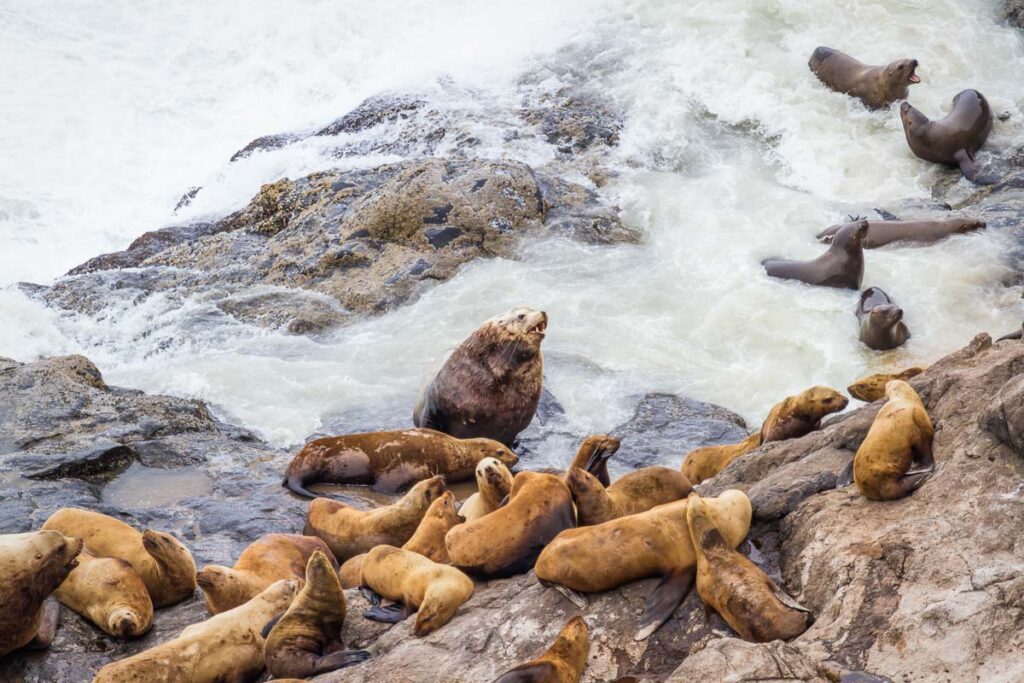 group of female sea lions surrounding a large male