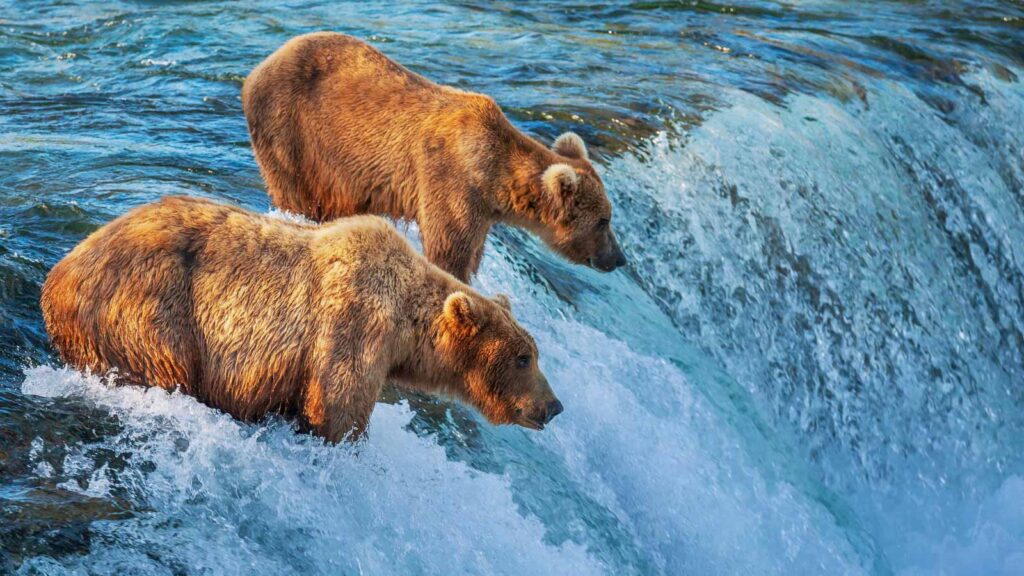 Two brown beard fishing salmon in Katmai National Park, Alaska