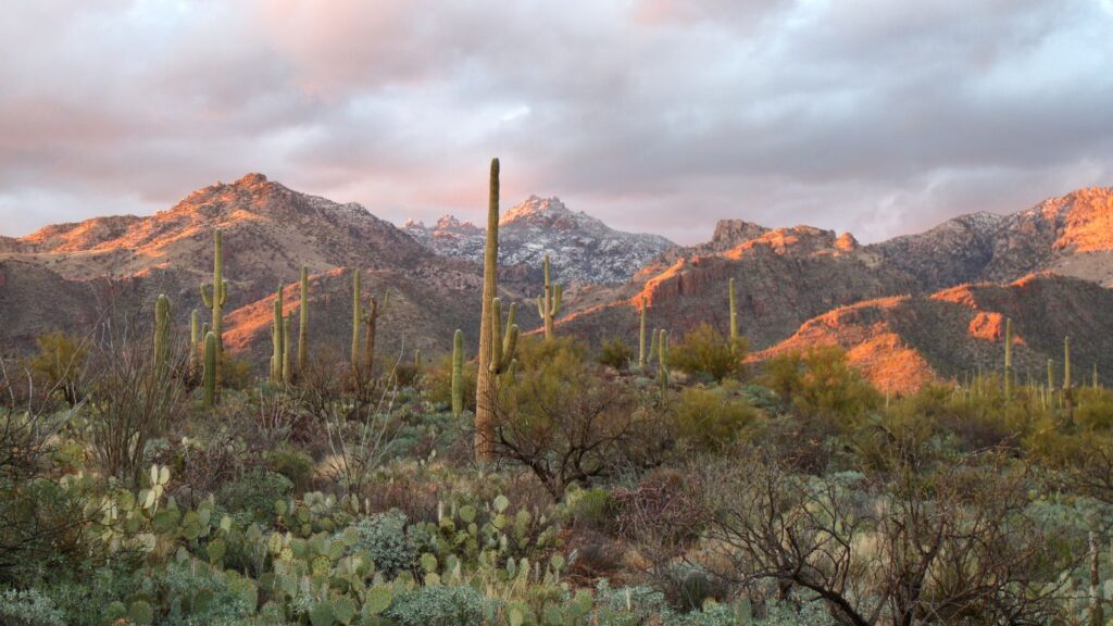 desert oasis Sabino Canyon