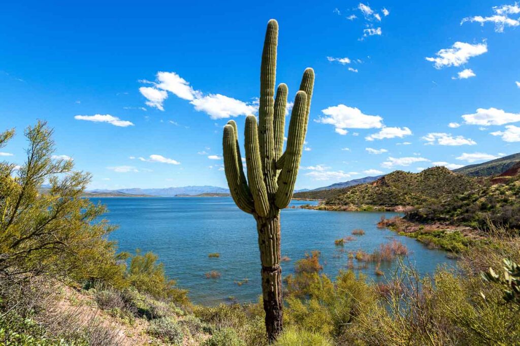 Old saguaro catus with multiple arms by Roosevelt Lake in Sonoran Desert of Arizona. Cactus is framed by a blue sky with fluffy white clouds and the deep blue water of the reservoir.