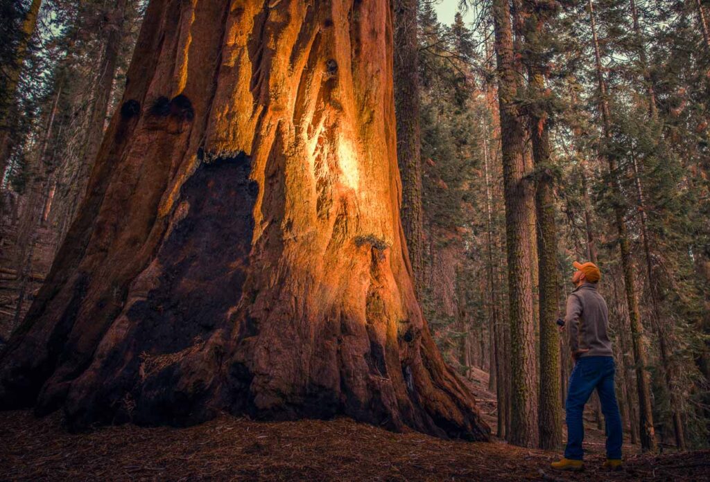 Caucasian Hiker with Flashlight Exploring Giant Sequoias Forest in California Sequoia and Kings Canyon National Parks.