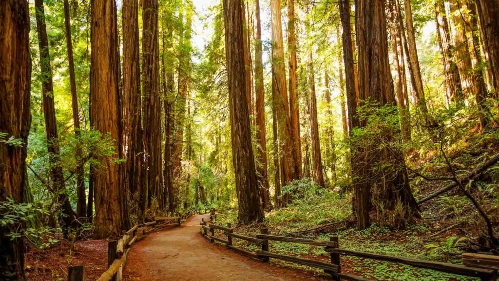 Muir woods National Monument near San Francisco in California, USA