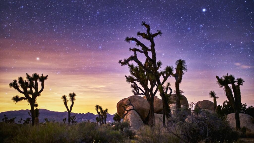 Silhouettes in California, Stars in Joshua Tree National Park