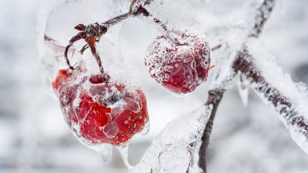 frozen and covered in a shell of ice apples