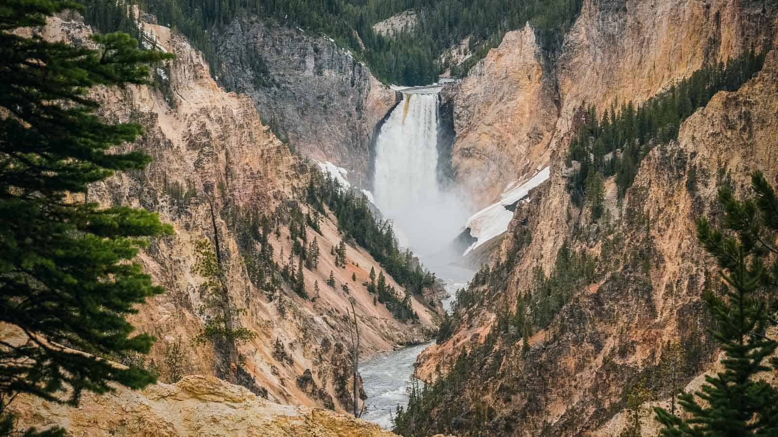 grand canyon of the yellowstone waterfall between pine trees