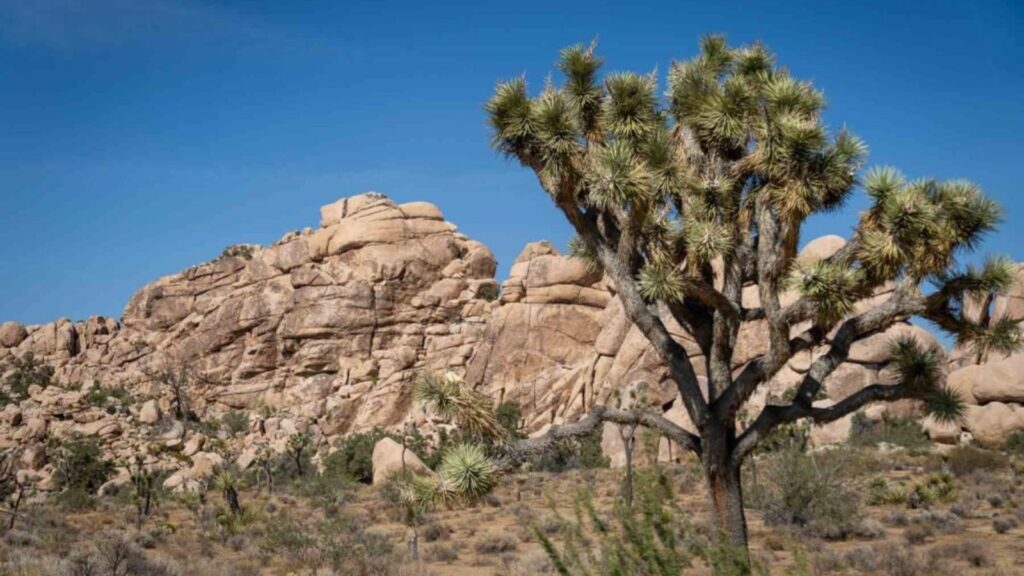 Close up of a Joshua Tree with blue sky background and giant rock formation