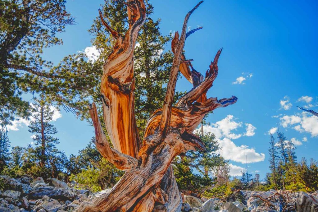 Bristlecone Pines in Great Basin National Park in Nevada