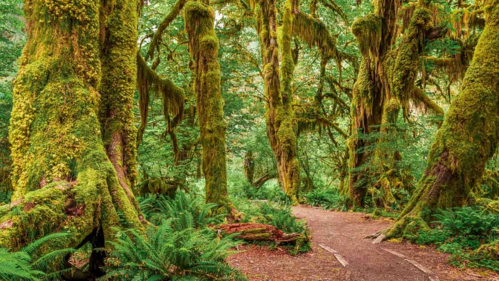 Hall of Mosses in Olympic National Park, Washington, USA.