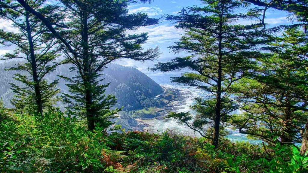 Oregon's Cape Perpetua through the trees