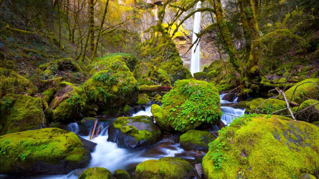 The green moss falling down Oregon's Elowah Falls