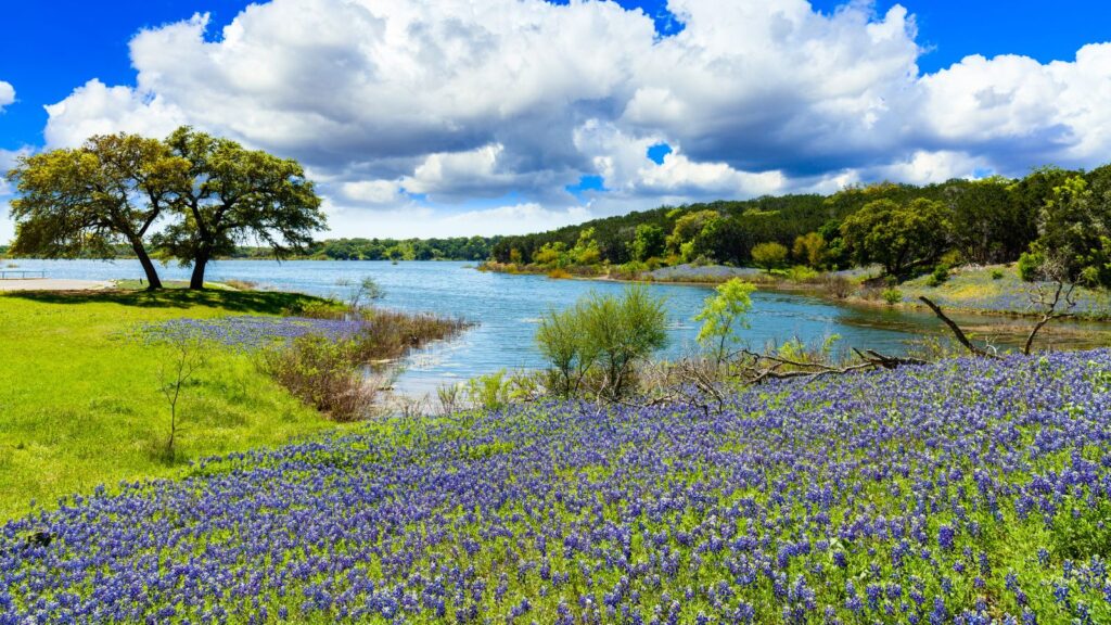 Texas, Bluebonnets with River on a sunny day