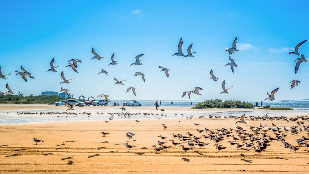 Beautiful different type of birds seen roaming around the bird's sanctuary of the island in South Padre