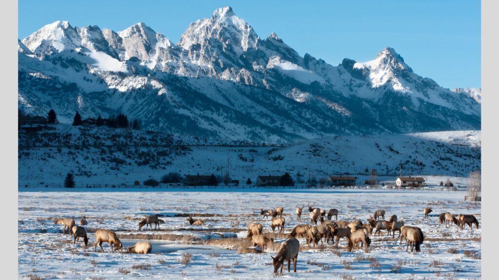 National Elk Refuge during winter