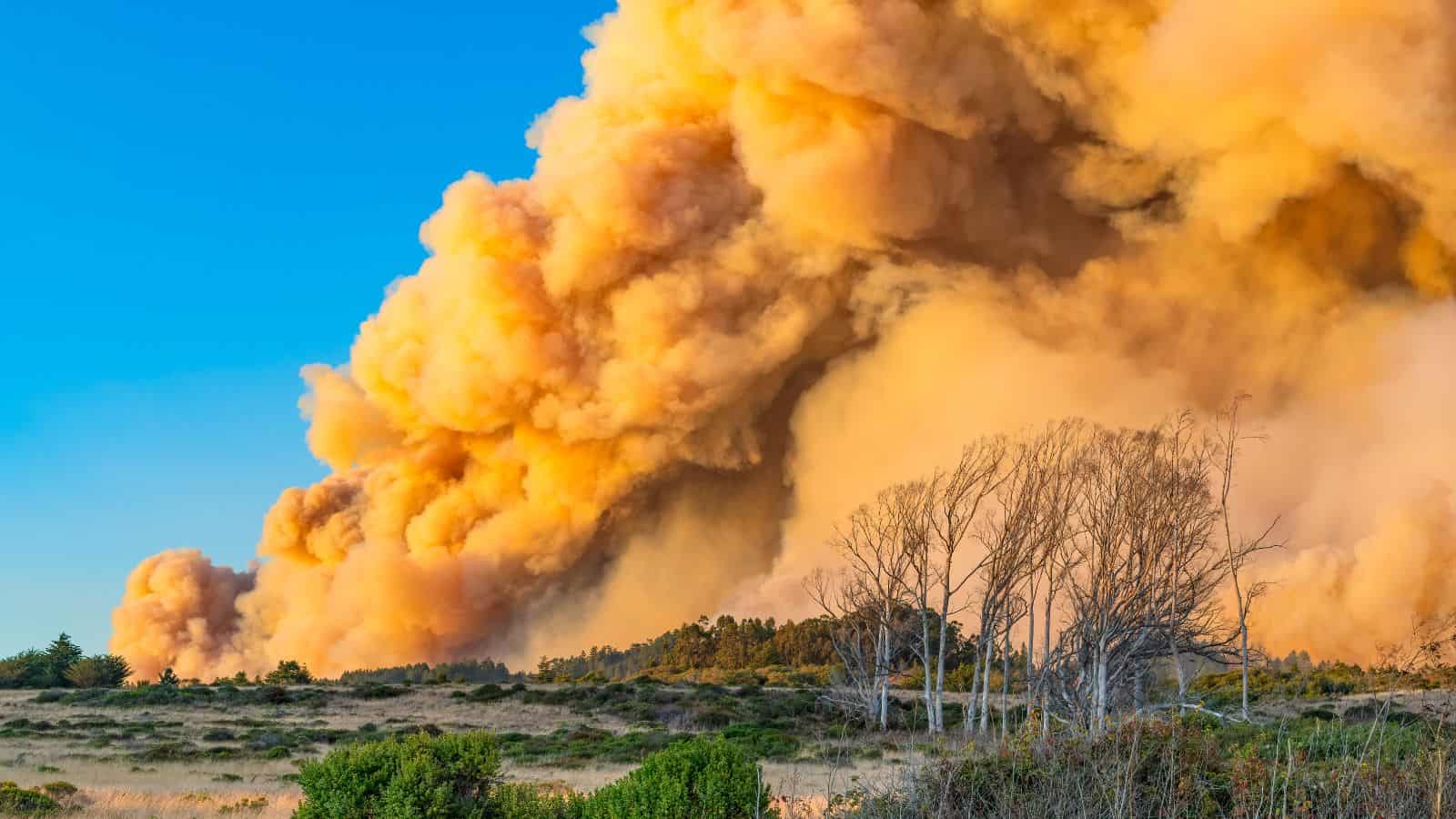 A California Wildfire billowing heavy smoke into the air