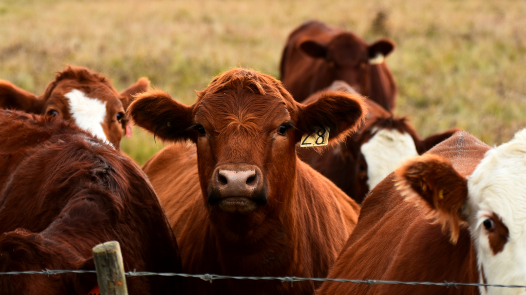 Cattle group looking ranch Texas