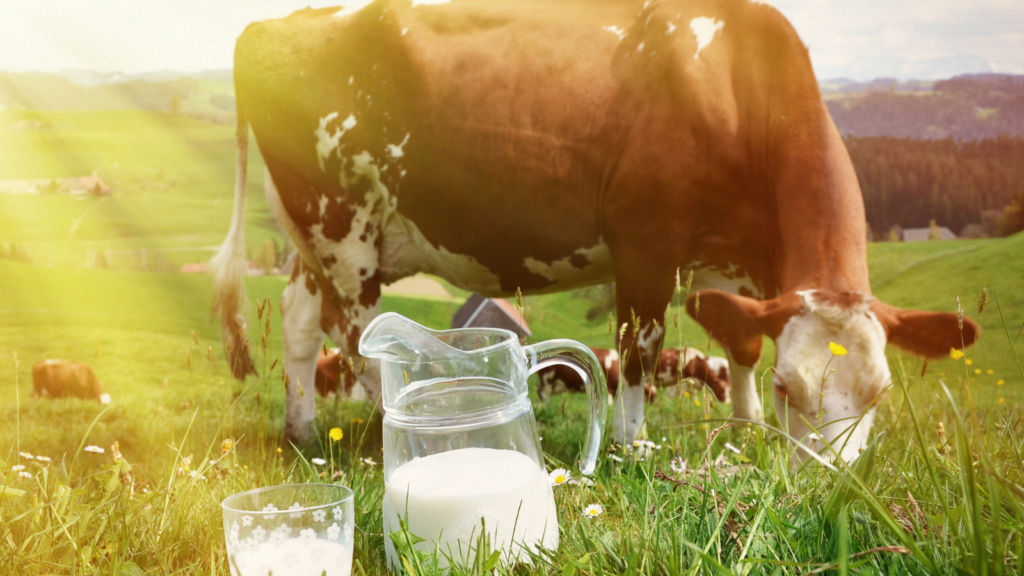 Cow with milk jugs in front on field