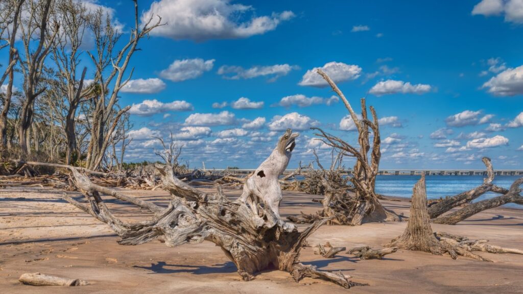 Skeletal remains of trees in Florida, Boneyard Beach