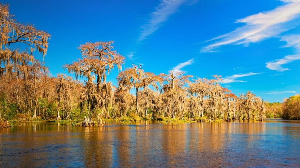 Mossy trees in Florida, Edward Ball Wakulla Springs State Park